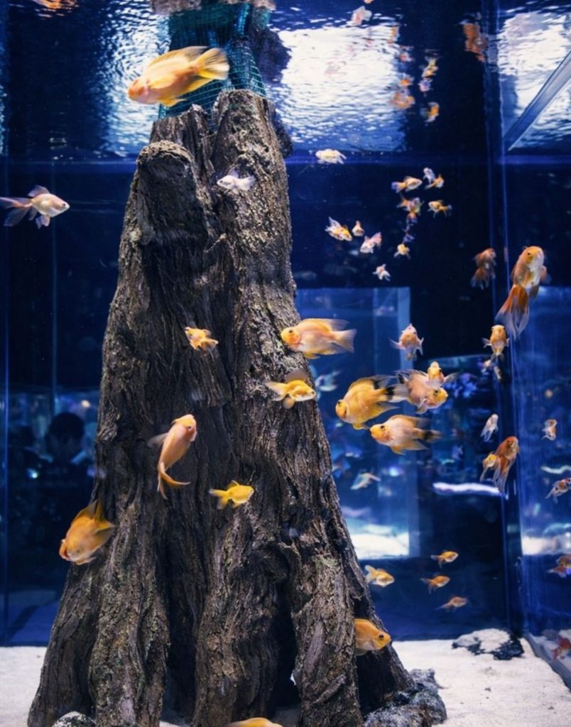 antalya aquarium from side golden fish school around a rock formation in blue lit tank