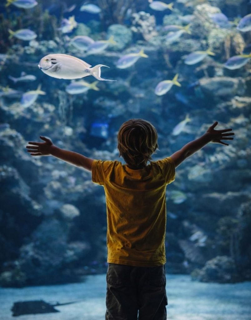 antalya aquarium from side main tank with school of fish in deep blue water