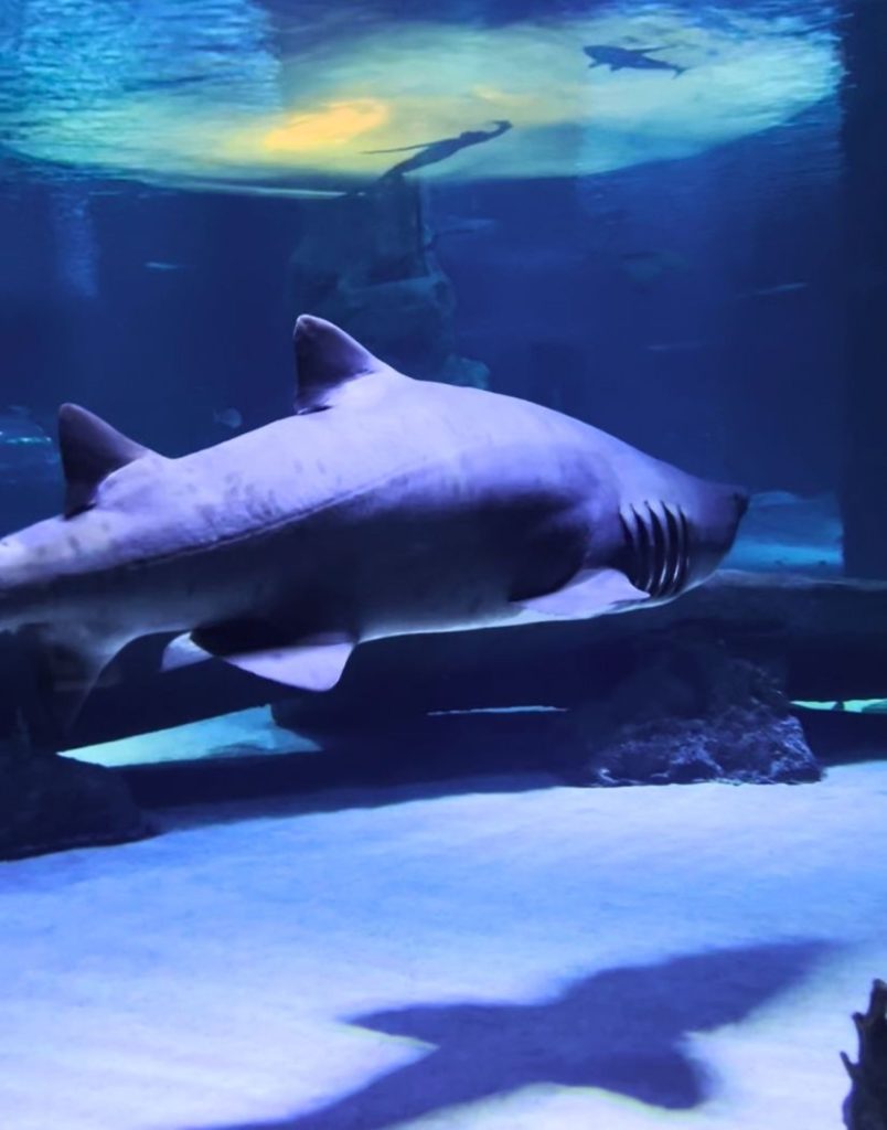 antalya aquarium from side shark swimming in the main tank with blue lighting