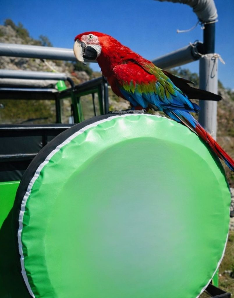 Colorful macaw parrot perched on jeep during Antalya safari tour stop