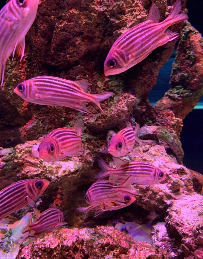 Antalya Aquarium From Belek