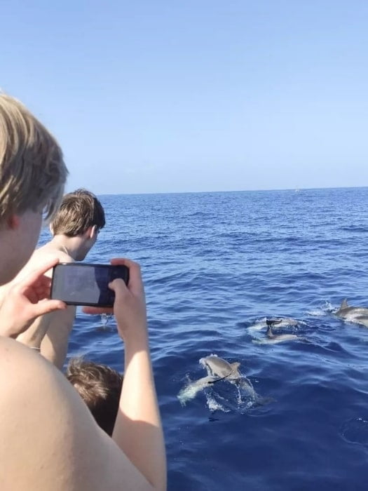 Spotting Whales & Dolphins